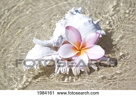 Stock Image - White Murex Shell In Shallow Ocean Water, With Pink Plumeria In Opening.. Fotosearch