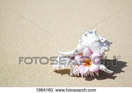 White Murex Shell On Sand With Pink Plumeria In Opening. View Large Photo Image Stock Image - White Murex Shell On Sand With Pink Plumeria In Opening.. Fotosearch