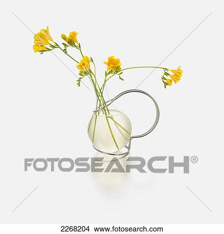 Yellow flowers in a glass vase against a white background View Large Photo Image Picture - Yellow flowers in a glass vase against a white background. Fotosearch