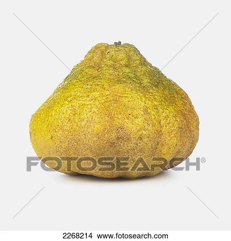 Yellow squash on a white background View Large Photo Image Picture - Yellow squash on a white background. Fotosearch