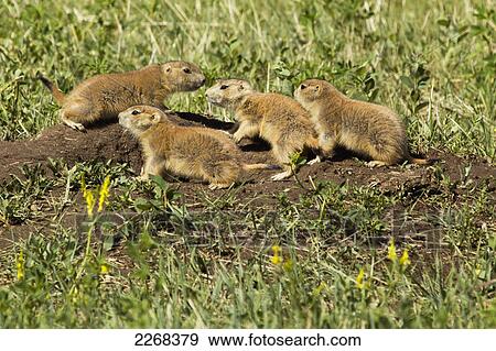 Stock Photo - Young prairie dogs venture out for one of the first times badlands national park; south dakota united states of america. Fotosearch