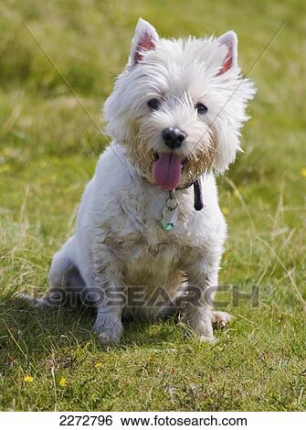 A 小さい 白い犬 モデル 上に Grass Lake 地区 Cumbria イギリス 画像コレクション Fotosearch