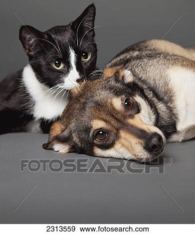 A cat laying with a dog; Edmonton alberta canada View Large Photo Image Stock Photo - A cat laying with a dog; Edmonton alberta canada. Fotosearch