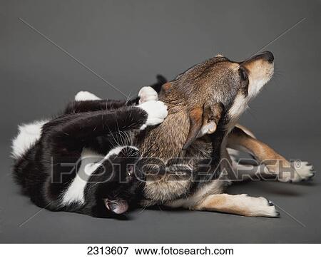Stock Photo - A cat scratches a dog's back playfully as they lay together; Edmonton alberta canada. Fotosearch