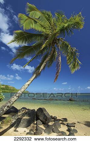 A palm tree leaning out to the ocean against a blue sky; Hawaii united states of america View Large Photo Image Stock Image - A palm tree leaning out to the ocean against a blue sky; Hawaii united states of america. Fotosearch