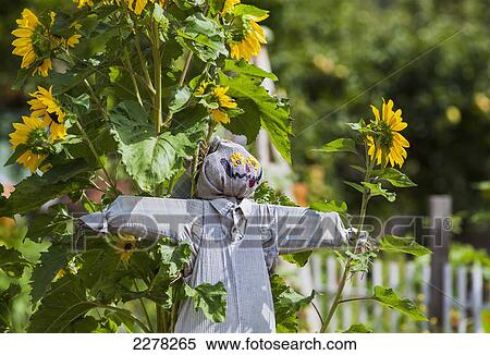 Stock Photography - A scarecrow among the sunflowers in a community garden in the cowichan valley on vancouver island; British columbia canada. Fotosearch