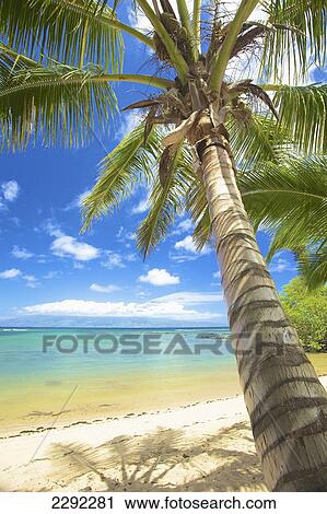 A white sand beach and palm tree along the coast of an hawaiian island; Hawaii united states of america View Large Photo Image Stock Image - A white sand beach and palm tree along the coast of an hawaiian island; Hawaii united states of america. Fotosearch