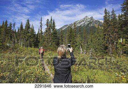A woman takes a photograph of the mountains on a hiking trail; Whistler british columbia canada View Large Photo Image Stock Photograph - A woman takes a photograph of the mountains on a hiking trail; Whistler british columbia canada. Fotosearch
