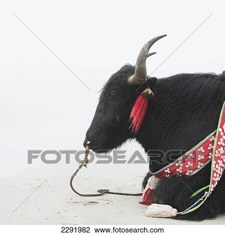 Stock Image - A yak with decorative accessories; Shannan xizang china. Fotosearch