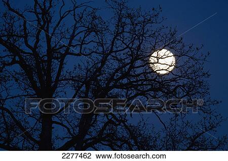 An extra-bright perigree full moon super moon behind a silhouetted tree; Caledon ontario canada View Large Photo Image Stock Image - An extra-bright perigree full moon super moon behind a silhouetted tree; Caledon ontario canada. Fotosearch