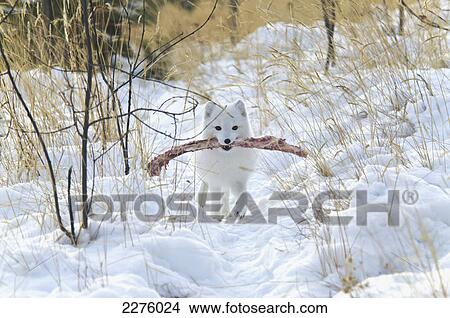Arctic fox (alopex lagopus) in white winter phase; Yukon canada View Large Photo Image Picture - Arctic fox (alopex lagopus) in white winter phase; Yukon canada. Fotosearch