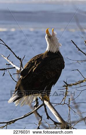 Stock Image - Bald eagle (haliaeetus leucocephalus) chilkat bald eagle preserve; Alaska united states of america. Fotosearch