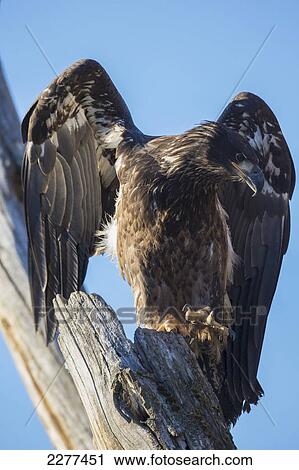 Bald eagle (haliaeetus leucocephalus) perched on a tree; Alaska united states of america View Large Photo Image Stock Image - Bald eagle (haliaeetus leucocephalus) perched on a tree; Alaska united states of america. Fotosearch