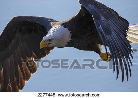 Bald eagle (haliaeetus leucocephalus) in flight; Alaska united states of america View Large Photo Image Stock Photo - Bald eagle (haliaeetus leucocephalus) in flight; Alaska united states of america. Fotosearch