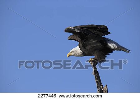 Stock Photograph - Bald eagle (haliaeetus leucocephalus); Alaska united states of america. Fotosearch