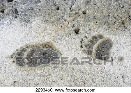 Bear paw prints in snow in denali national park; Alaska united states of america View Large Photo Image Stock Image - Bear paw prints in snow in denali national park; Alaska united states of america. Fotosearch