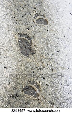 Stock Photo - Bear paw prints in snow in denali national park; Alaska united states of america. Fotosearch