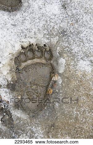 Stock Photography - Bear paw prints in snow in denali national park; Alaska united states of america. Fotosearch