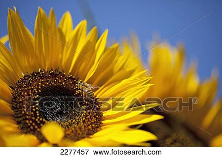 Bee on a sunflower; Milton ontario canada View Large Photo Image Stock Photo - Bee on a sunflower; Milton ontario canada. Fotosearch