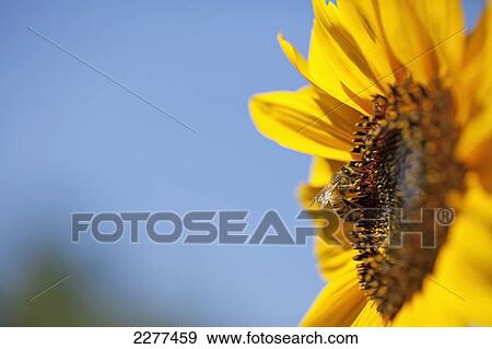 Bee on a sunflower; Milton ontario canada View Large Photo Image Stock Photo - Bee on a sunflower; Milton ontario canada. Fotosearch