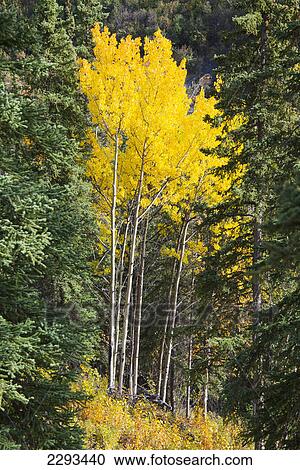 Stock Image - Bright yellow birch trees in denali national park; Alaska united states of america. Fotosearch
