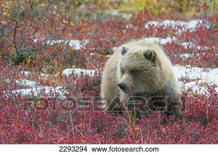 Brown bear (ursus arctos) cub in the autumn in denali national park; Alaska united states of america View Large Photo Image Picture - Brown bear (ursus arctos) cub in the autumn in denali national park; Alaska united states of america. Fotosearch