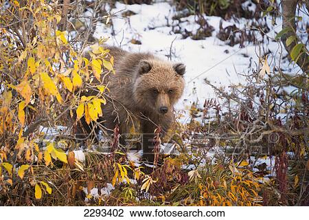 Stock Image - Brown bear (ursus arctos) cub playing in the snow in autumn denali national park; Alaska united states of america. Fotosearch