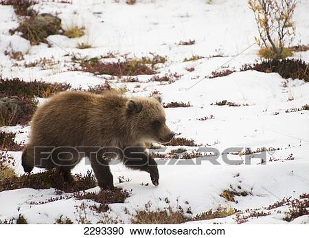Brown bear (ursus arctos) cub plays in the snow in autumn denali national park; Alaska united states of america View Large Photo Image Stock Image - Brown bear (ursus arctos) cub plays in the snow in autumn denali national park; Alaska united states of america. Fotosearch