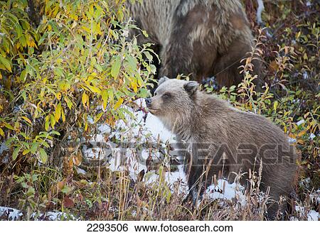 Stock Photograph - Brown bear (ursus arctos) cub plays in the snow in autumn denali national park; Alaska united states of america. Fotosearch