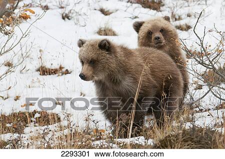 Stock Image - Brown bear (ursus arctos) cubs play in the snow in autumn in denali national park; Alaska united states of america. Fotosearch