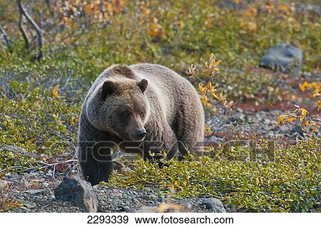 Stock Photo - Brown bear (ursus arctos) in autumn colours in denali national park; Alaska united states of america. Fotosearch