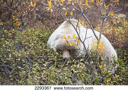 Stock Photo - Brown bear (ursus arctos) lays down to eat berries in denali national park in autumn; Alaska united states of america. Fotosearch