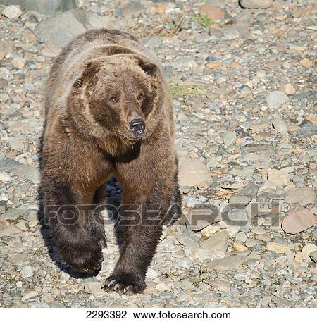 Brown bear (ursus arctos) walks across a gravel bed along the toklat river in denali national park alaska united states of america View Large Photo Image Stock Image - Brown bear (ursus arctos) walks across a gravel bed along the toklat river in denali national park alaska united states of america. Fotosearch