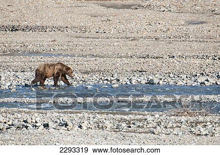 Stock Photo - Brown bear (ursus arctos) walks across a gravel bed along the toklat river in denali national park; Alaska united states of america. Fotosearch