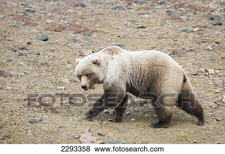 Brown bear (ursus arctos) walks across a gravel bed along the toklat river in denali national park; Alaska united states of america View Large Photo Image Stock Photo - Brown bear (ursus arctos) walks across a gravel bed along the toklat river in denali national park; Alaska united states of america. Fotosearch