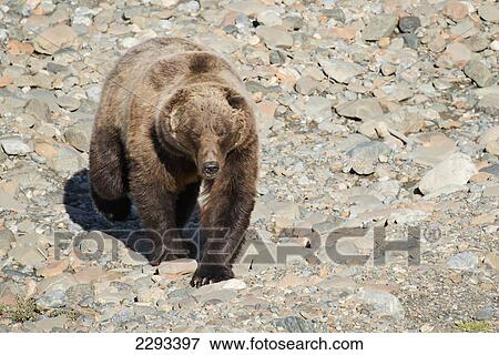 Stock Photo - Brown bear (ursus arctos) walks across a gravel bed along the toklat river in denali national park alaska united states of america. Fotosearch