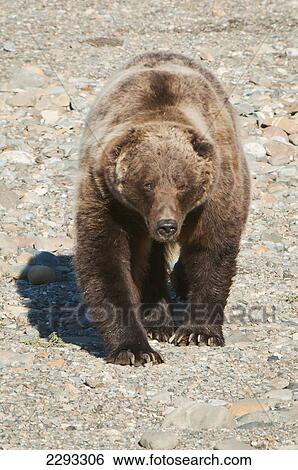 Stock Photograph - Brown bear (ursus arctos) walks across a gravel bed along the toklat river in denali national park; Alaska united states of america. Fotosearch