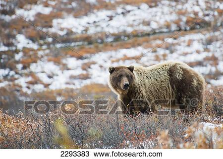 Brown bear (ursus arctos) watchful in a field in autumn in denali national park; Alaska united states of america View Large Photo Image Stock Image - Brown bear (ursus arctos) watchful in a field in autumn in denali national park; Alaska united states of america. Fotosearch