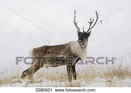 Bull caribou standing on hilltop in snow standing at attention; Yukon canada View Large Photo Image Stock Image - Bull caribou standing on hilltop in snow standing at attention; Yukon canada. Fotosearch