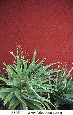Picture - Cactus against a red wall; San miguel de allende guanajuato mexico. Fotosearch