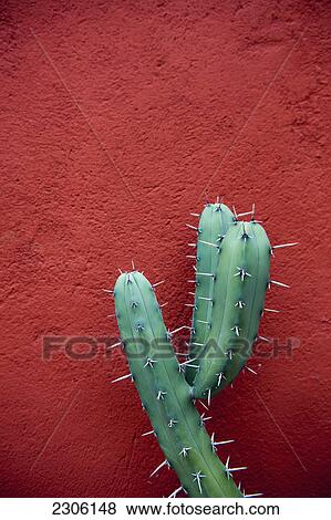 Stock Photo - Cactus against a red wall; San miguel de allende guanajuato mexico. Fotosearch