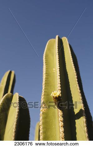 Stock Photograph - Cactus flower; Aguascalientes aguascalientes mexico. Fotosearch