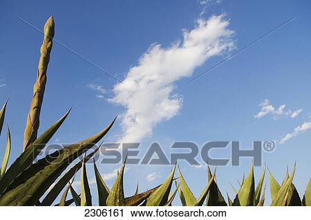 Stock Image - Cactus plants under blue sky and cloud; Pozos guanajuato mexico. Fotosearch