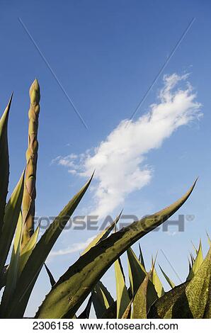 Cactus plants under blue sky and cloud; Pozos guanajuato mexico View Large Photo Image Stock Photo - Cactus plants under blue sky and cloud; Pozos guanajuato mexico. Fotosearch