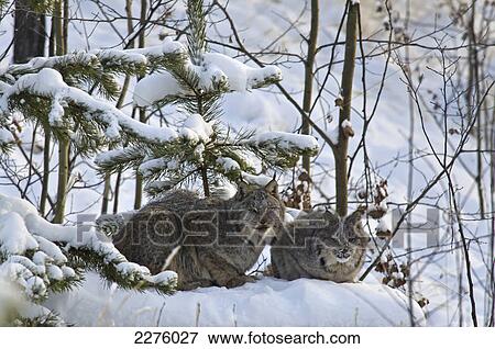 Stock Photo - Canada lynx (lynx canadensis) mother and young; Yukon canada. Fotosearch