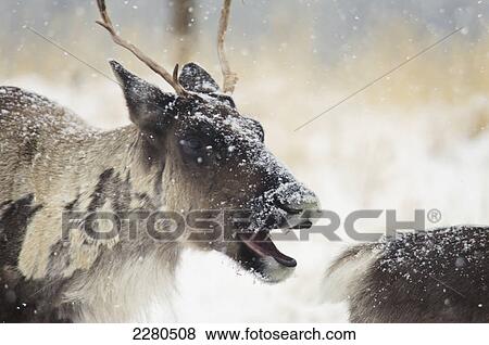 Caribou in a snowstorm with it's mouth open; Yukon canada View Large Photo Image Stock Photo - Caribou in a snowstorm with it's mouth open; Yukon canada. Fotosearch