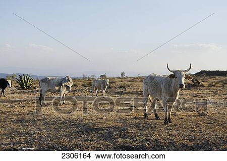 Cattle ranch; Pozos guanajuato mexico View Large Photo Image Picture - Cattle ranch; Pozos guanajuato mexico. Fotosearch