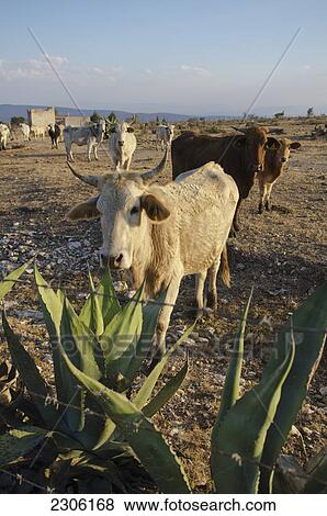 Stock Photo - Cattle ranch; Pozos guanajuato mexico. Fotosearch