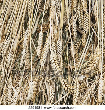 Stock Image - Close up detail of wheat heads; Shannan xizang china. Fotosearch