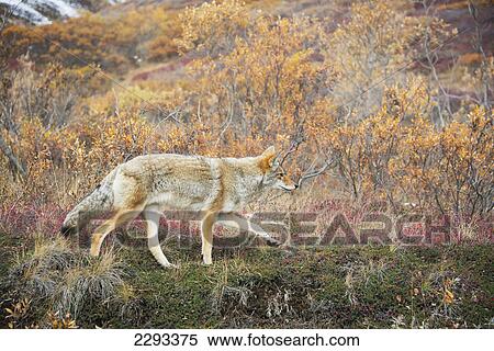 Stock Photography - Coyote (canis latrans) hunts in autumn colors in denali national park; Alaska united states of america. Fotosearch